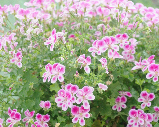 最大90%OFFクーポン ピンクのお花 ローズゼラニウム苗夏は虫除けにも