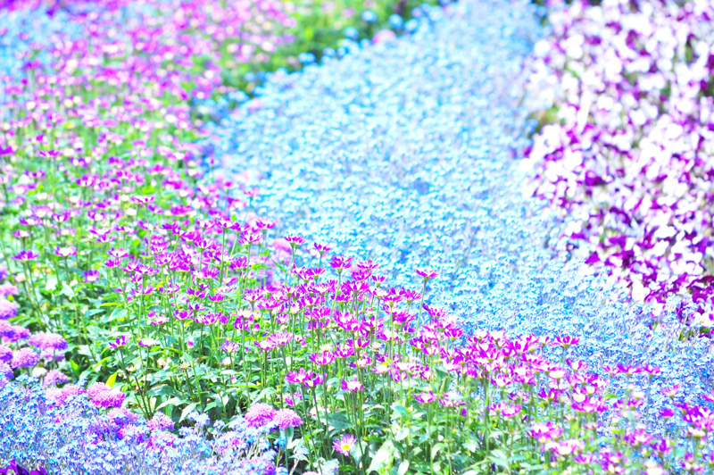 ヴィクトリア女王様の時代のお花