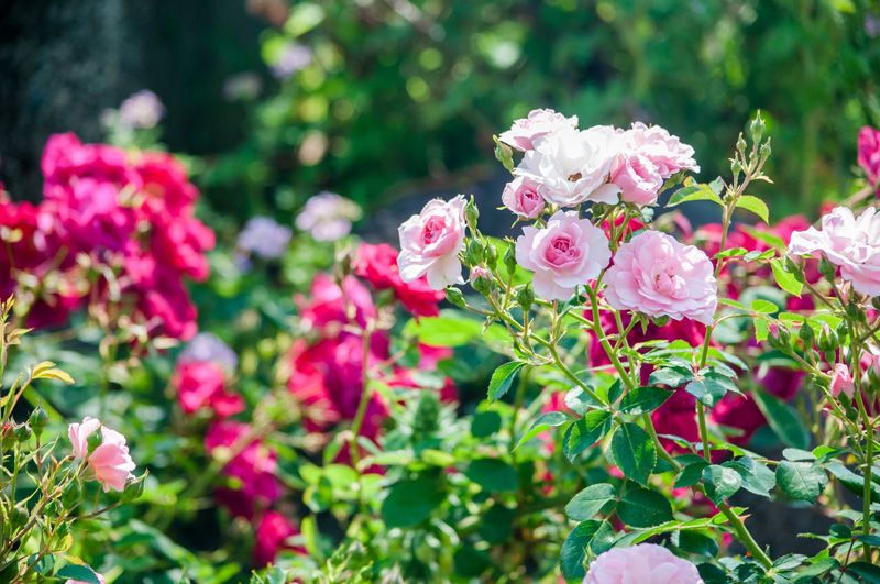 王冠を冠した、薔薇のコイン。赤い薔薇と白い薔薇戦争があったそうな