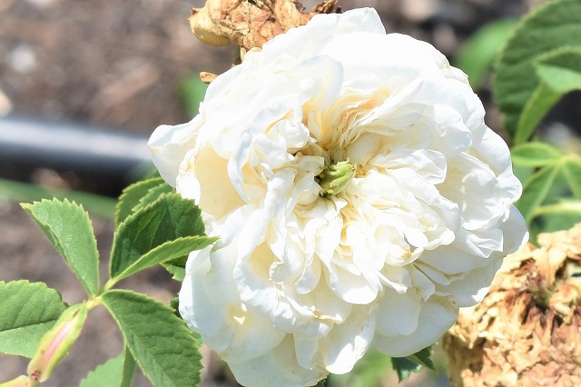 知っているとバラがもっと好きになる バラの香りの種類と匂い方 一般社団法人flower Works Japan