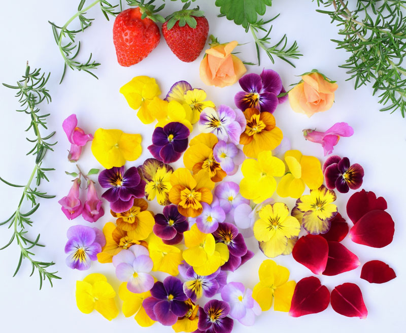 食べられるお花　エディブルフラワーのご紹介