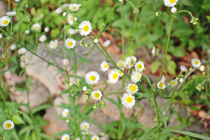 花のある暮らし 雑草とベランダガーデニングで育てたバラで束ねるブーケ 一般社団法人flower Works Japan