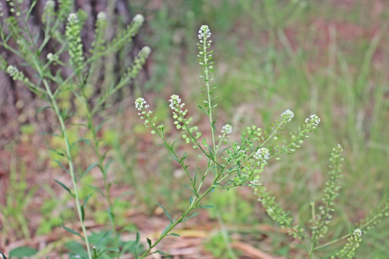 ぺんぺん草 の 花 が 咲き まし たよ