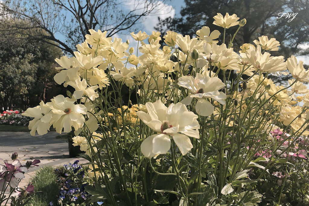 綾園芸　ラックシリーズ