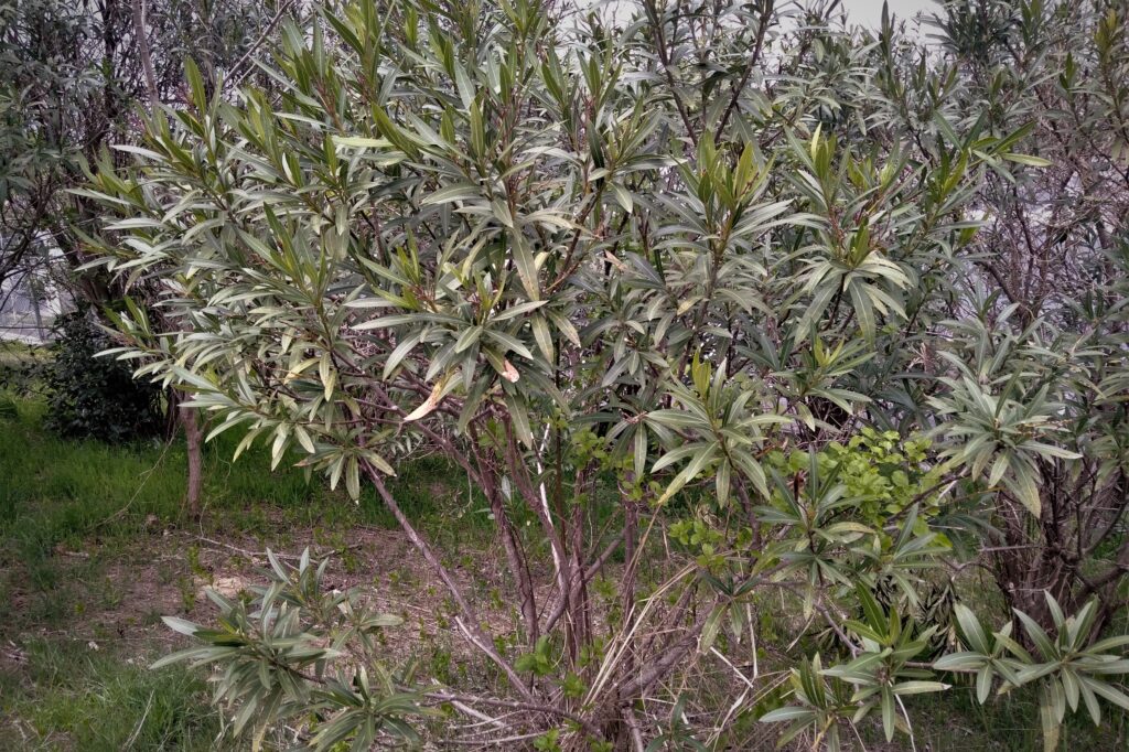 毒のある植物　キョウチクトウ