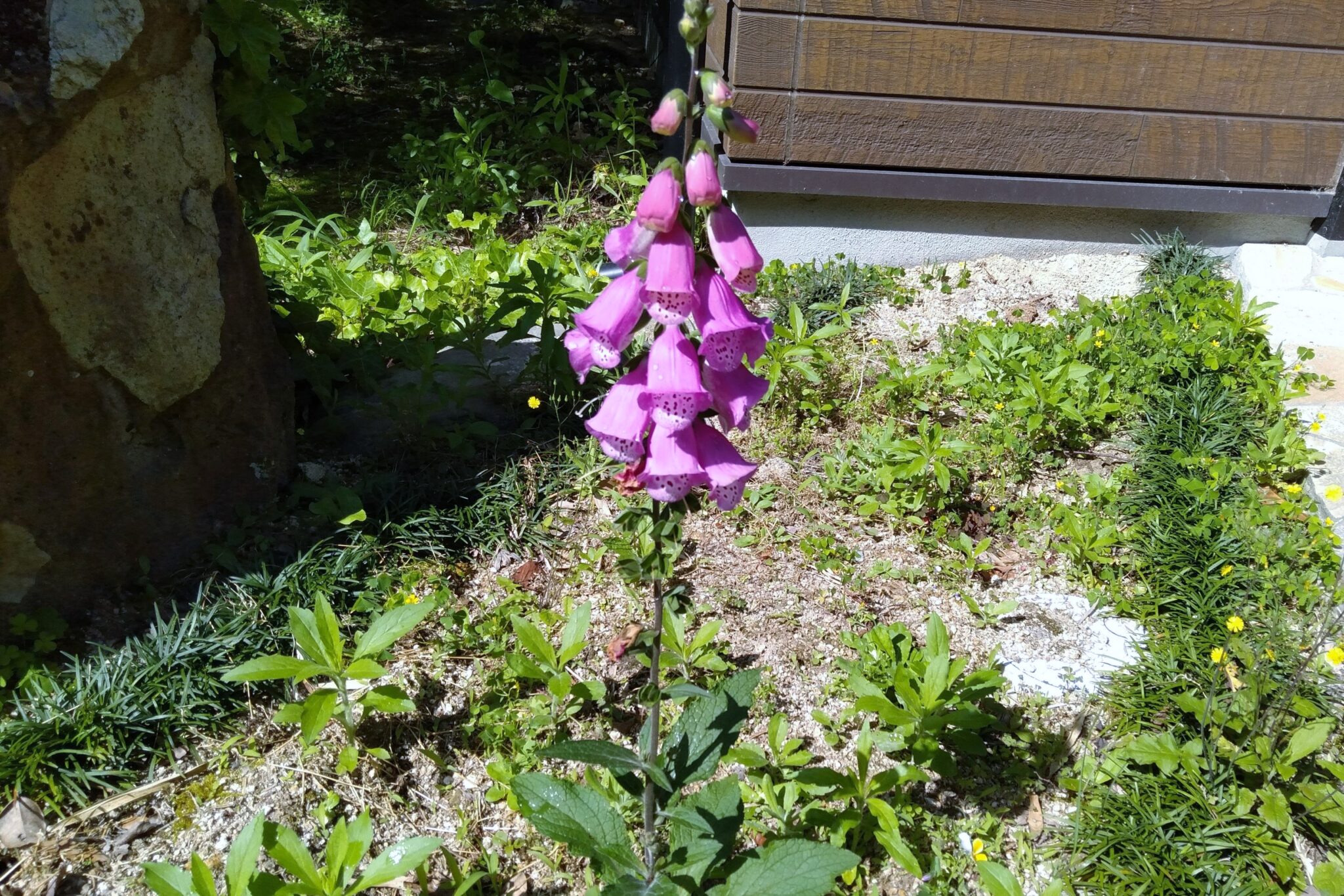子供やペット要注意！身近にある毒植物の種類まとめ | 一般社団法人Flower Works Japan