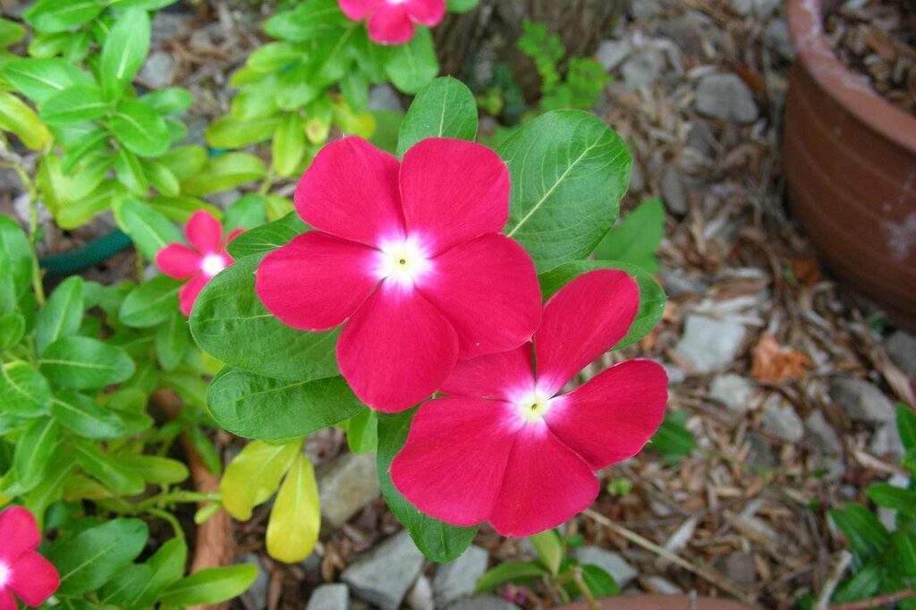 毒のある植物　日日草