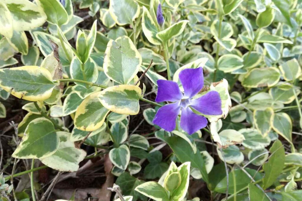 毒のある植物　ツルニチニチソウ