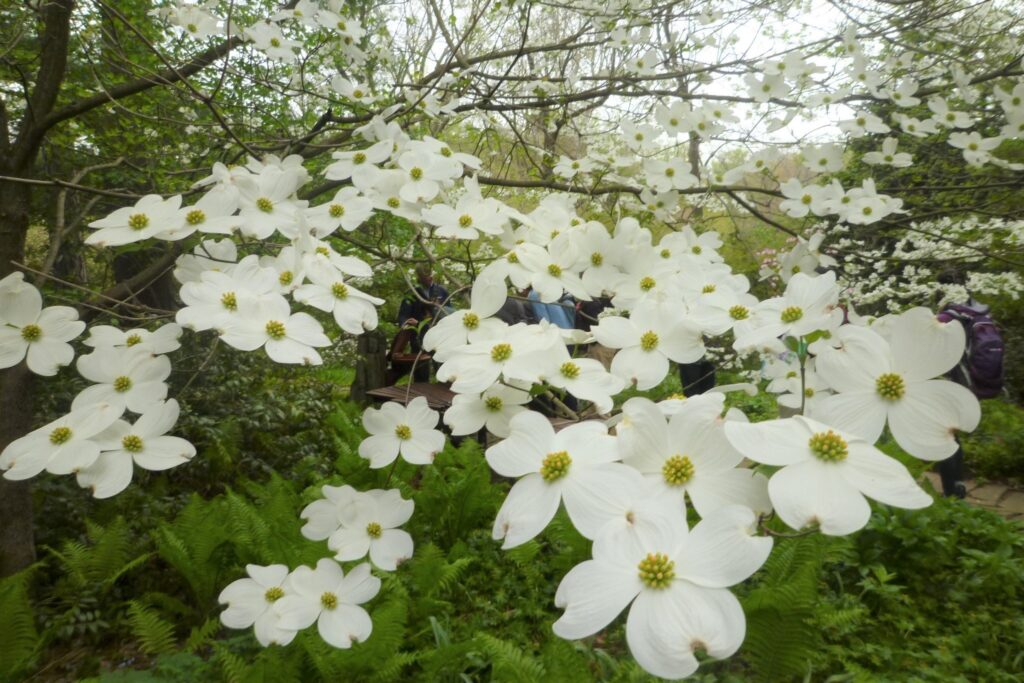 毒のある植物　ハナミズキ