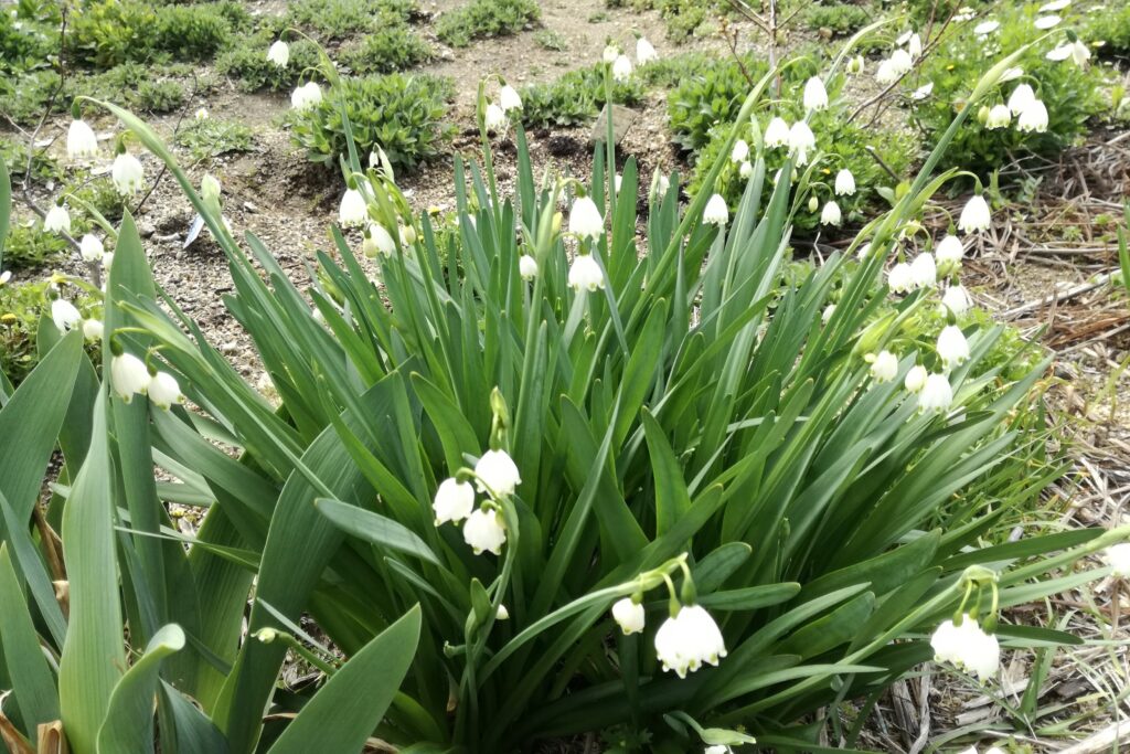 子供やペット要注意 身近にある毒植物の種類まとめ 一般社団法人flower Works Japan