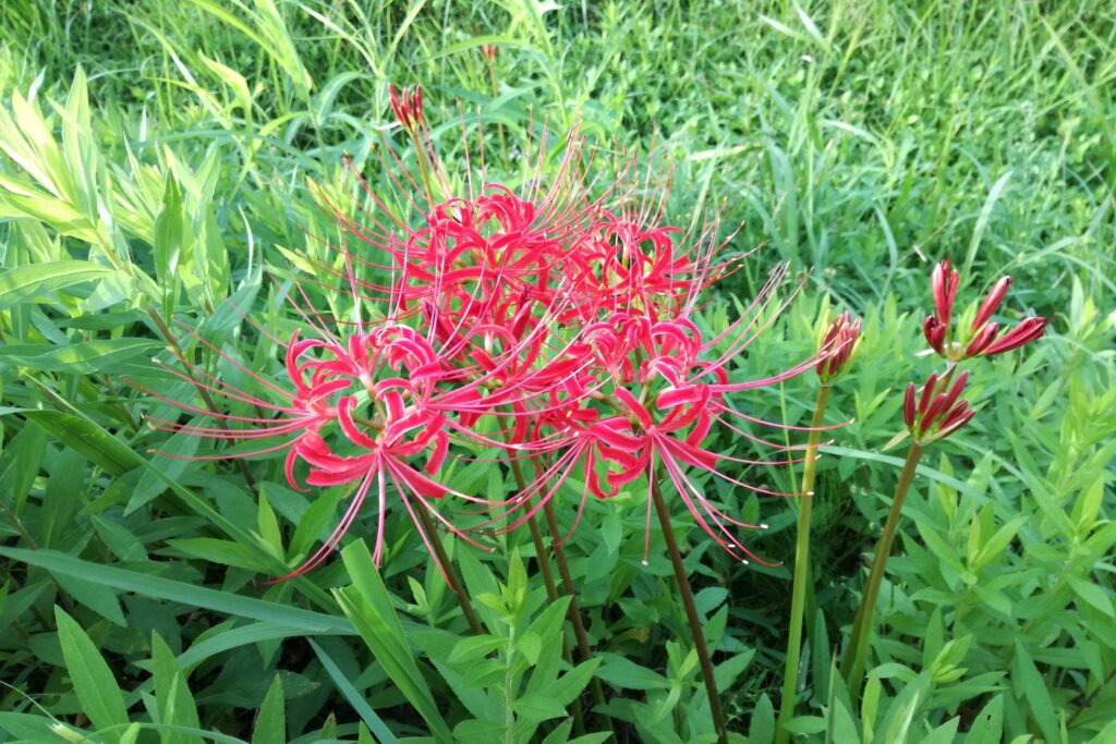 毒のある植物　彼岸花