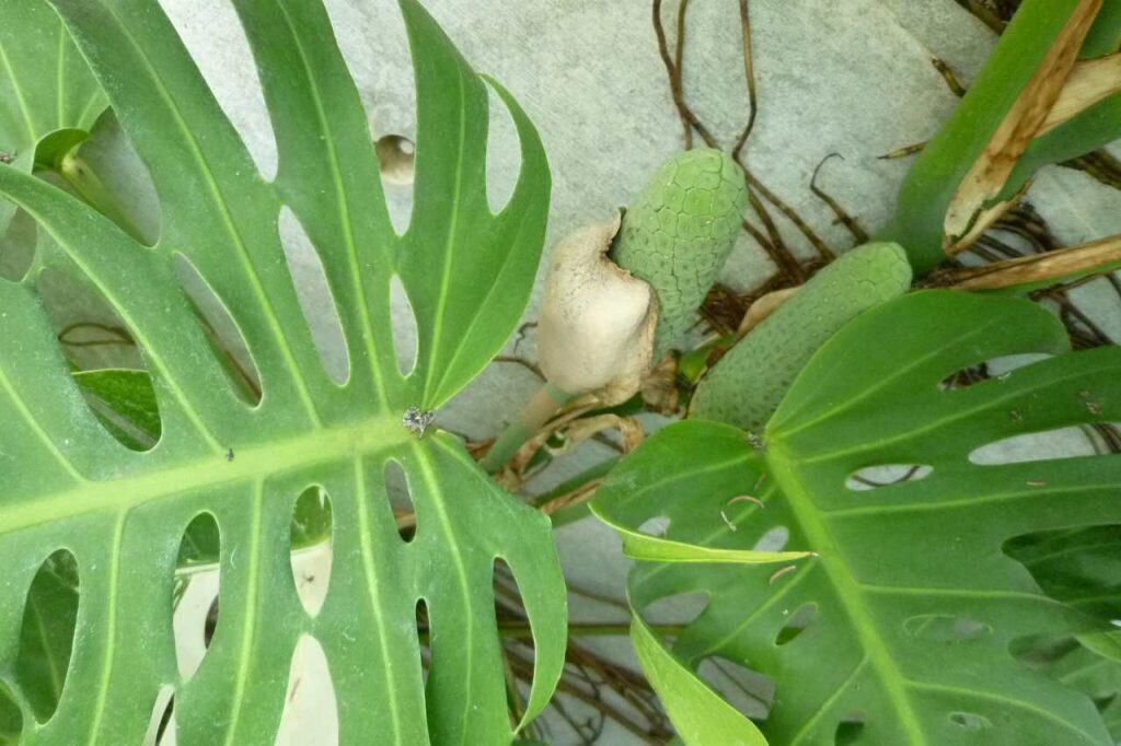 毒のある植物　モンステラ