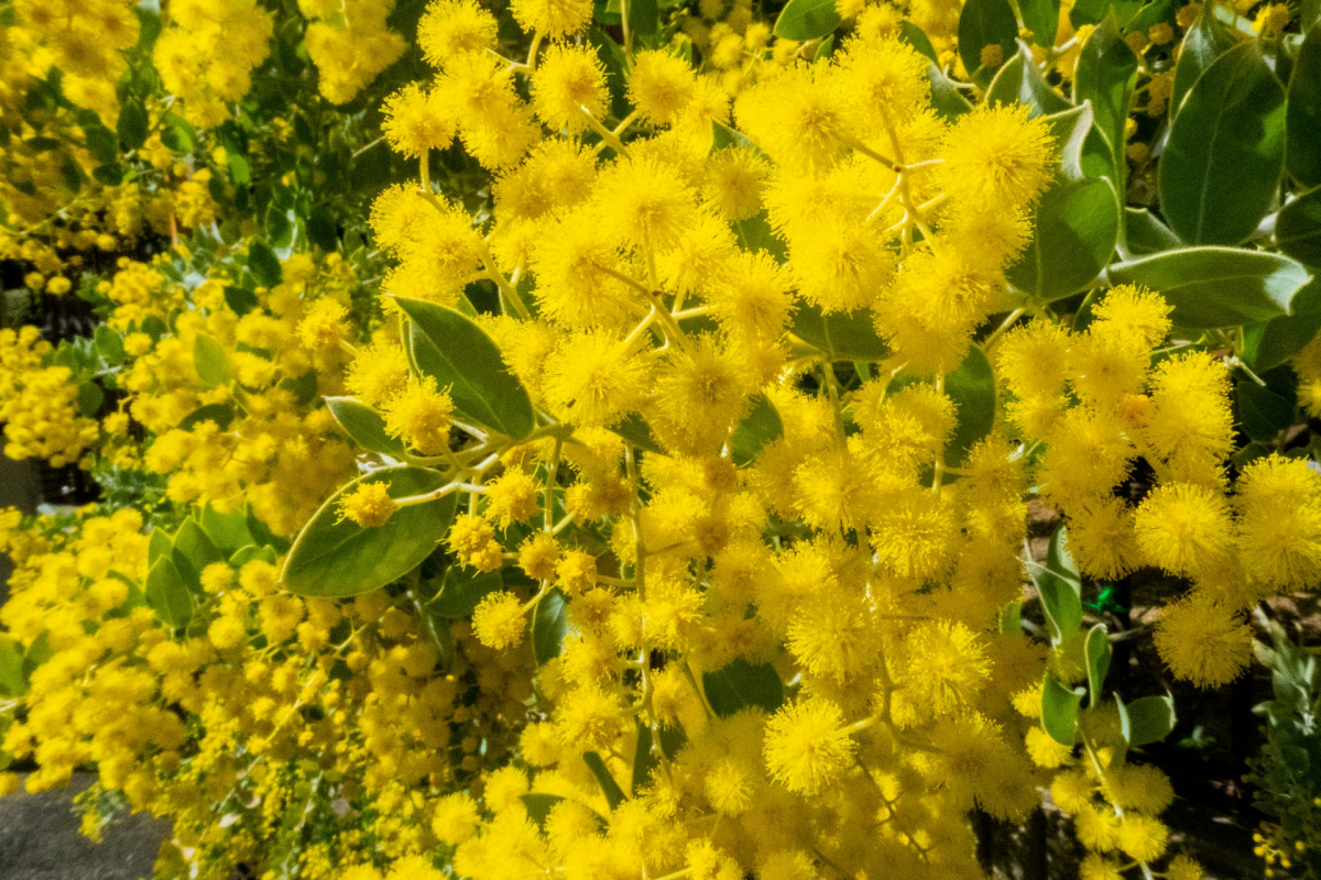 ミモザとピンクの春待ちスワッグ ミランドールミモザ スターチス