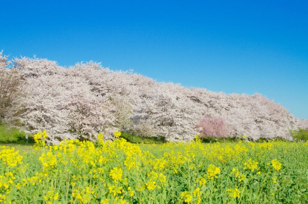 藤原京跡、桜、菜の花