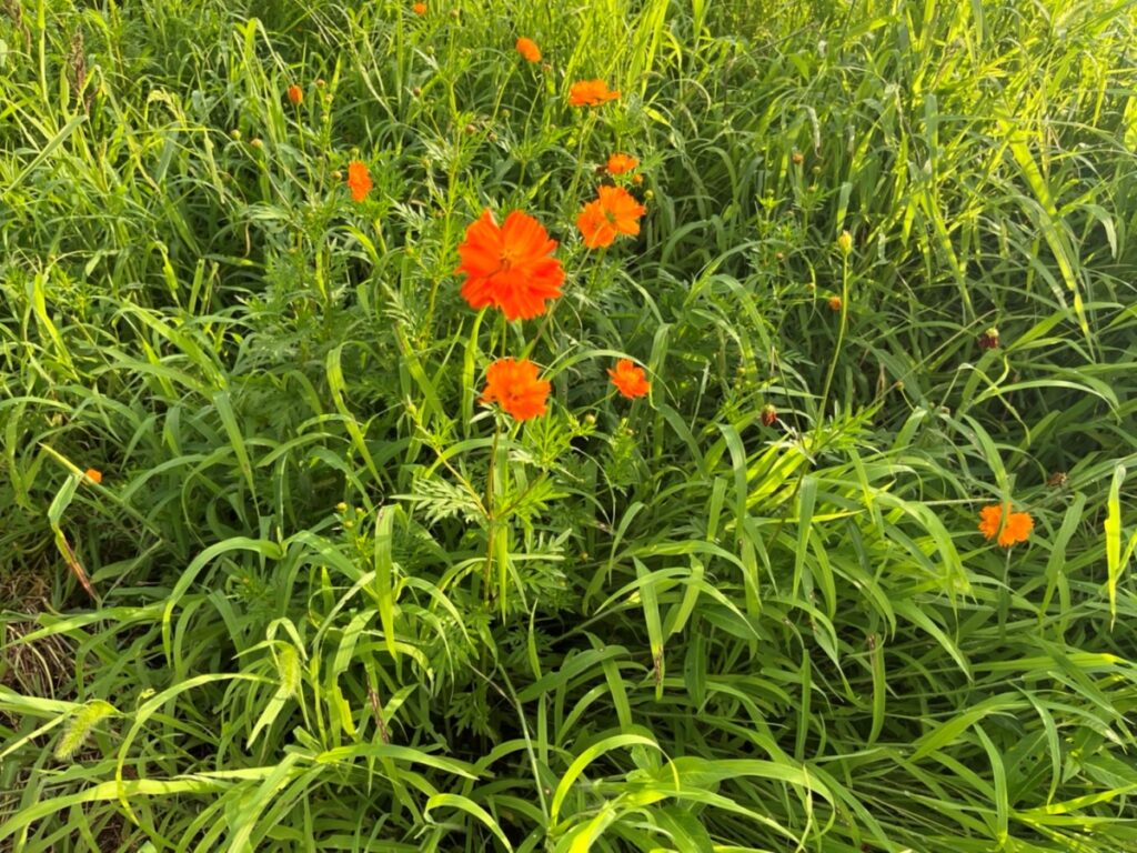 藤原京、キバナコスモス、秋の花