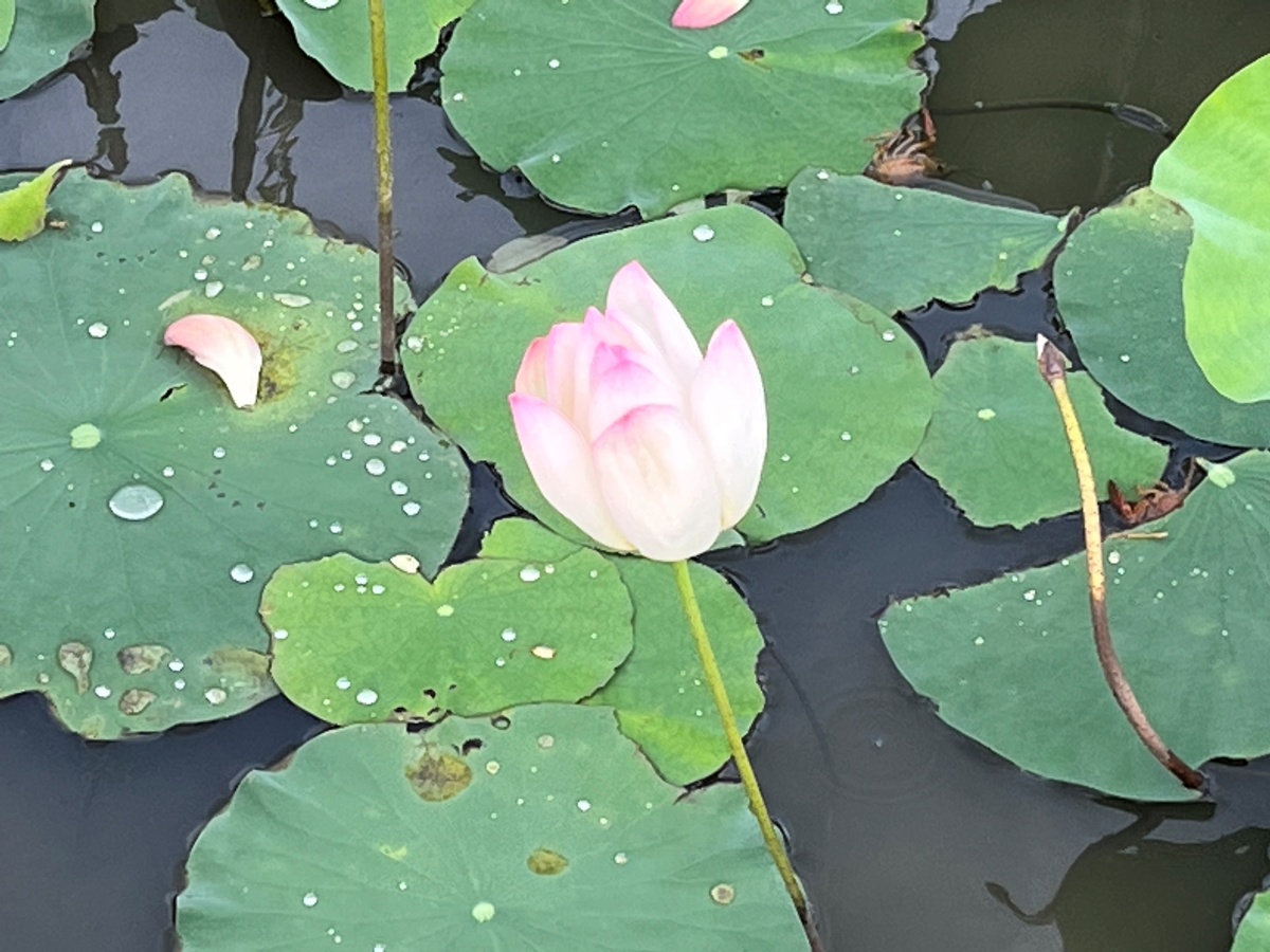 【花の名所】奈良県　古都・藤原宮跡に咲く季節のお花たち