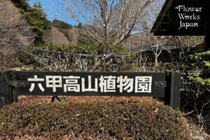 六甲高山植物園で見られる珍しい高山植物の魅力・春に咲くキンポウゲ科の植物